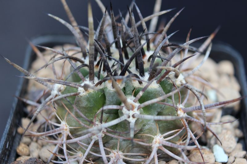 Cactus and Succulent Field Number Query